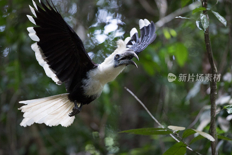 犀鸟:成年雄性白冠犀鸟(Berenicornis comatus)，又称长冠犀鸟或白冠犀鸟。